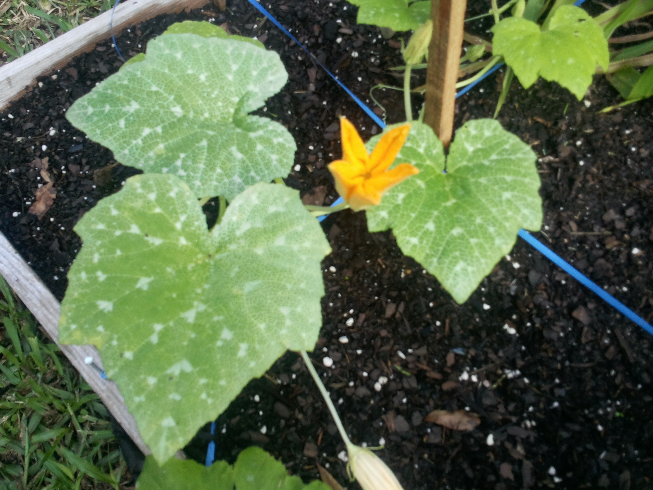 Trellising to get closer to Heaven